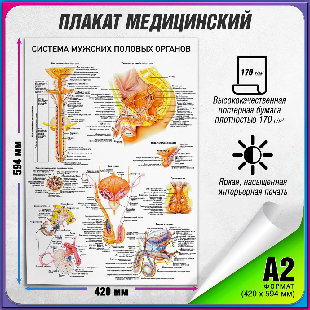 Информационный медицинский плакат "Система мужских половых органов" / А-2 (42x60 см.)  #1