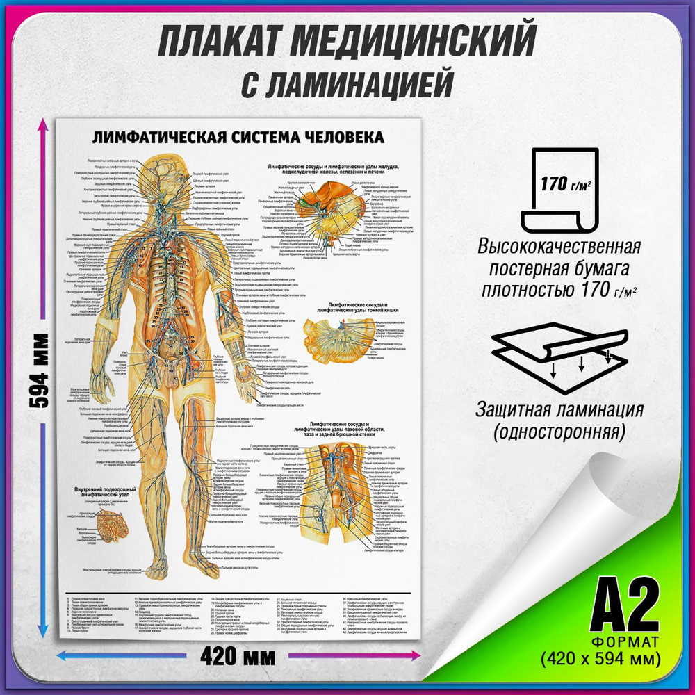 Информационный медицинский плакат "Лимфатическая система человека" / ламинированный / А-2 (42x60 см.) #1