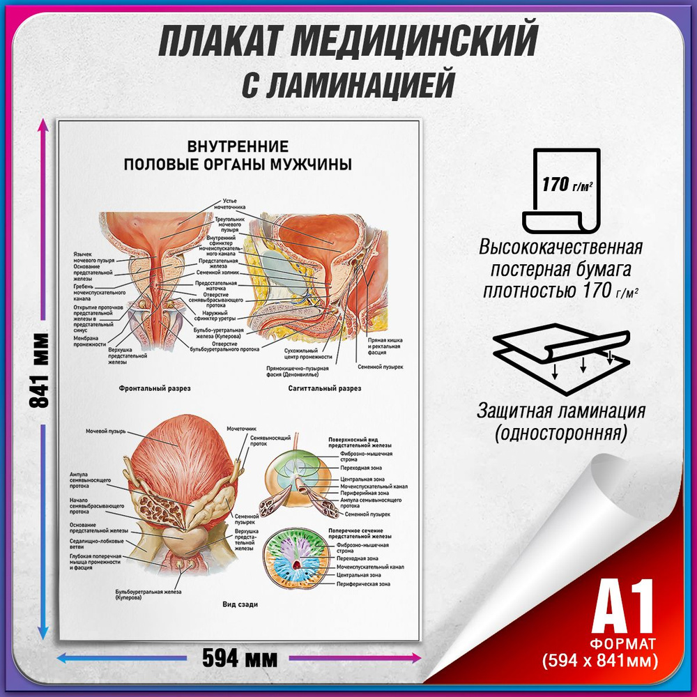 Информационный медицинский плакат "Внутренние половые органы у мужчины" / ламинированный / А-1 (60x84 #1