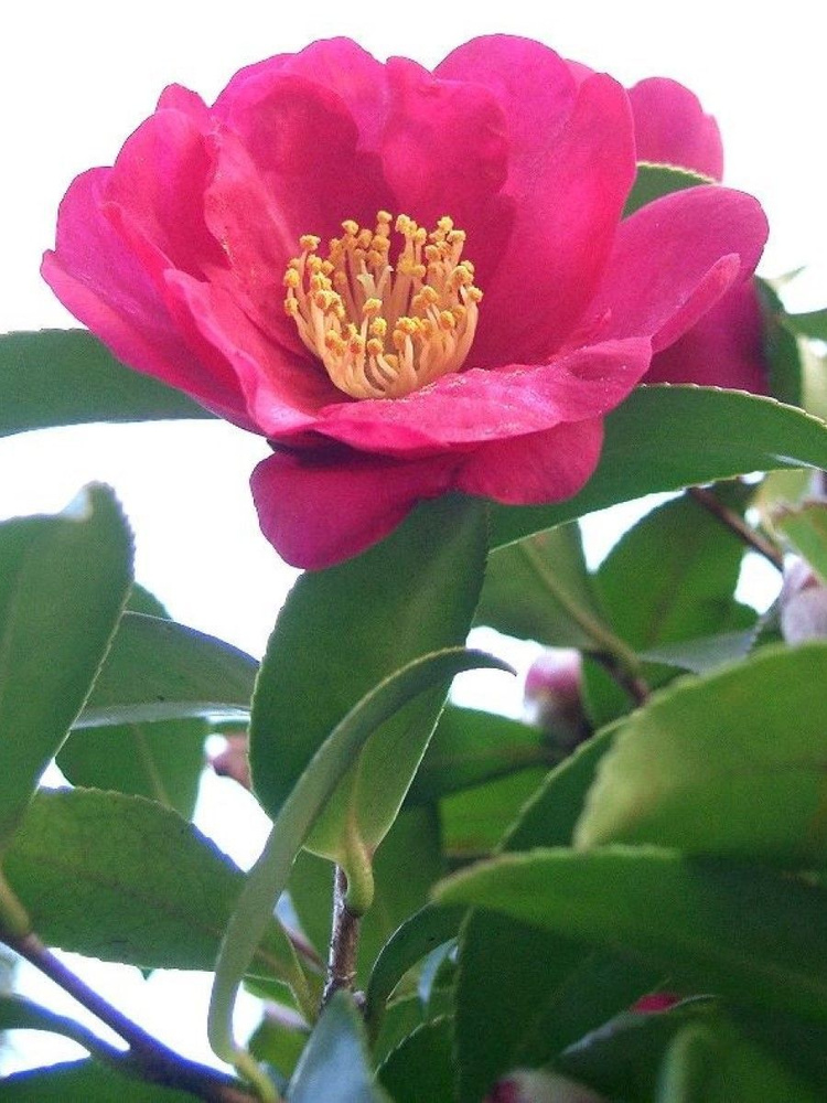 Семена Камелия горная (Camellia sasanqua), 5 штук #1