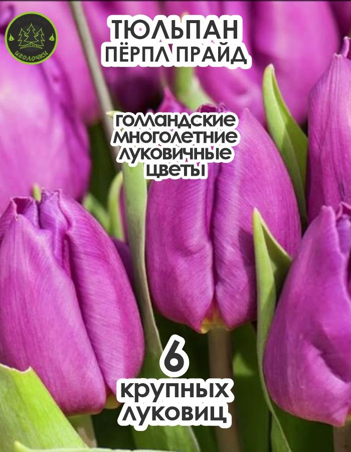 Тюльпан Луковица, Пурпл Прайд, 6 шт крупные #1