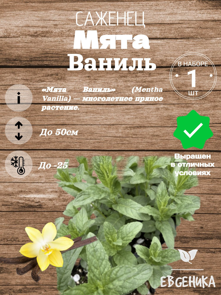 Мята Ваниль #1