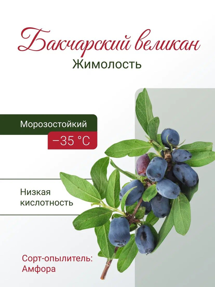 Жимолость саженец "Бакчарский Великан" многолетний морозостойкий кустарник #1