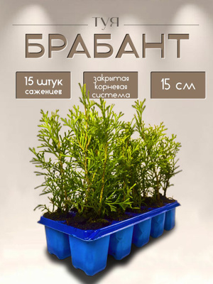 Латекс порно фото x ең жақсы