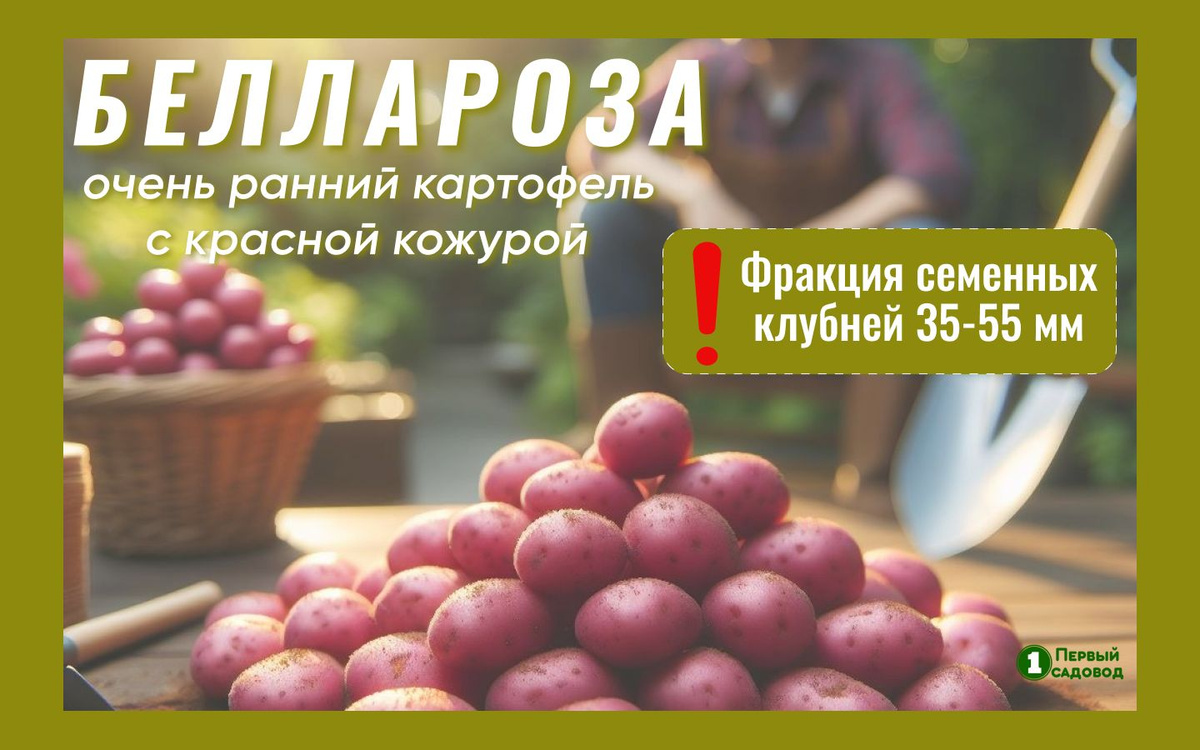 Картофель семенной посадочный Беллароза раннеспелый 4 кг клубни для ...