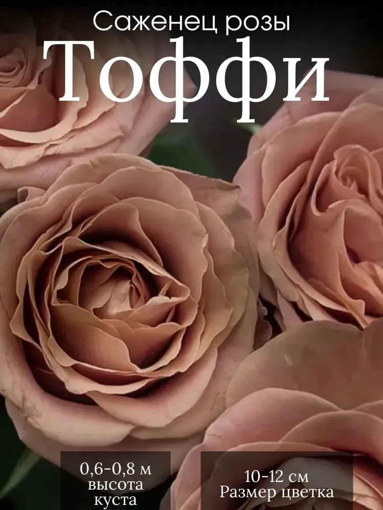 Розы Тоффи, вариант