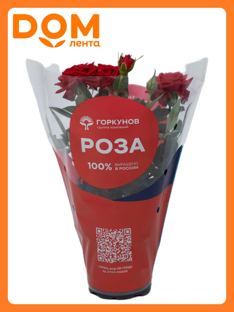 Растение Роза Кордана 30 см, вариант