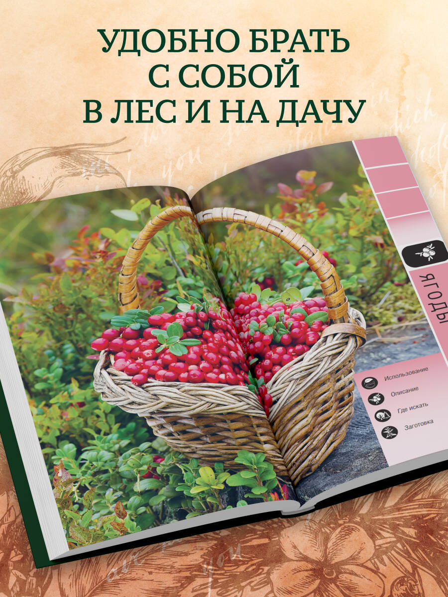 Лесной гид: грибы, ягоды, травы. Карманный атлас-определитель | Forest Guide: Mushrooms, Berries, Herbs. Pocket Identification Atlas - Ozon image 3