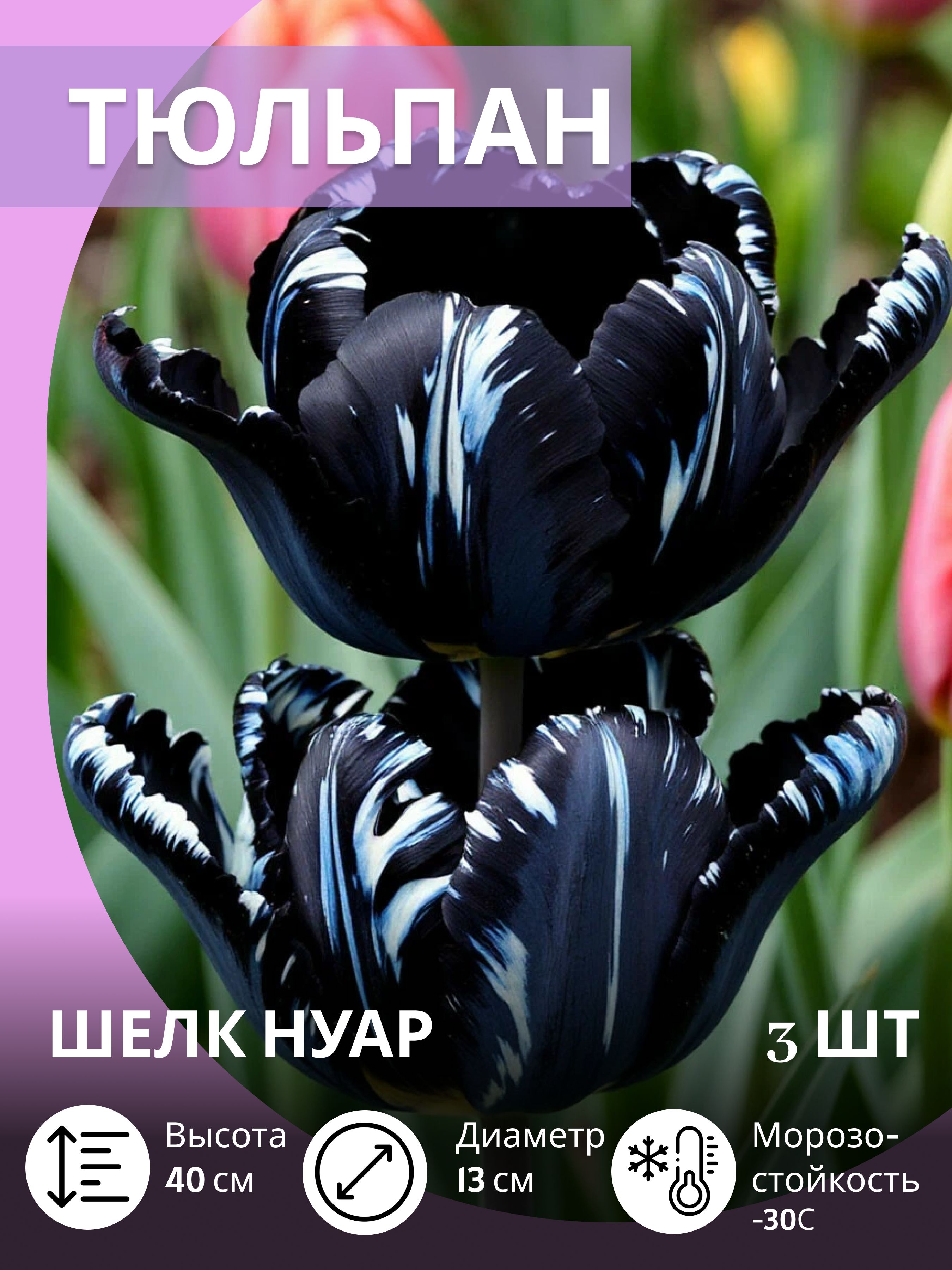 Тюльпанылуковицымноголетниекрупные,3шт