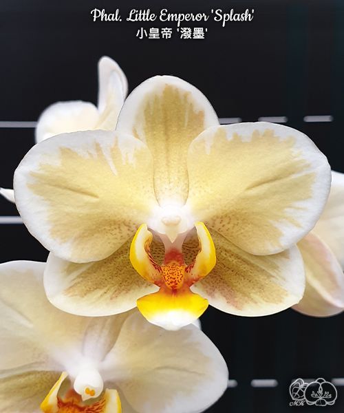 Орхидея фаленопсис живая подросток Phal. Little Emperor 'Splash