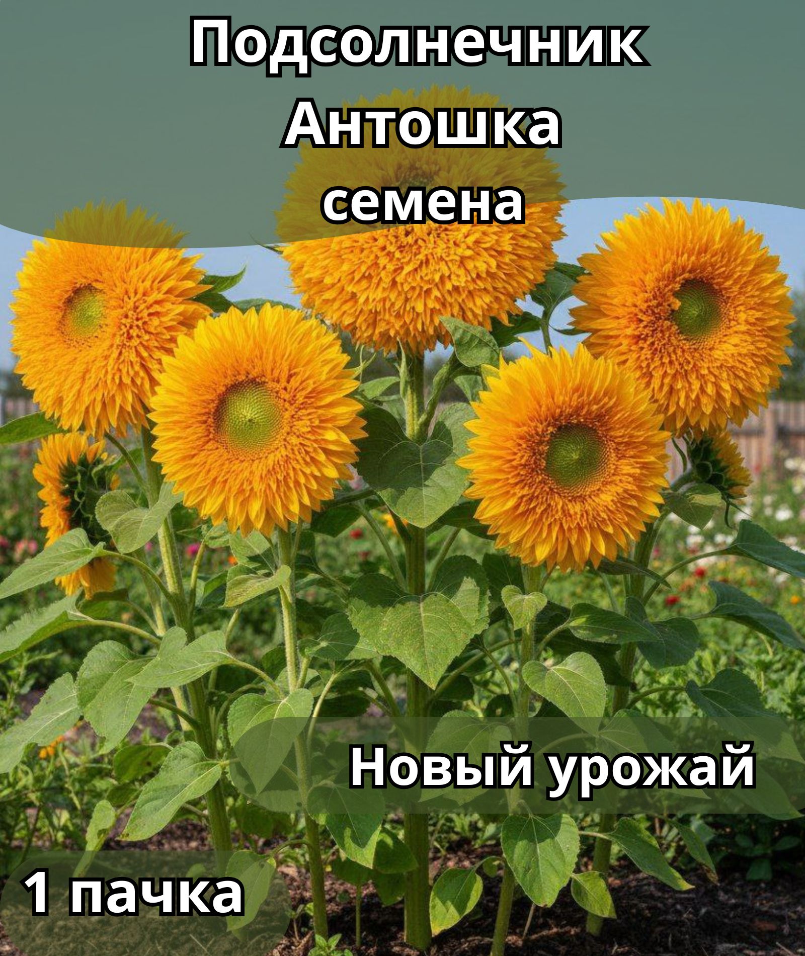 ПодсолнечникАнтошка,семена10шт