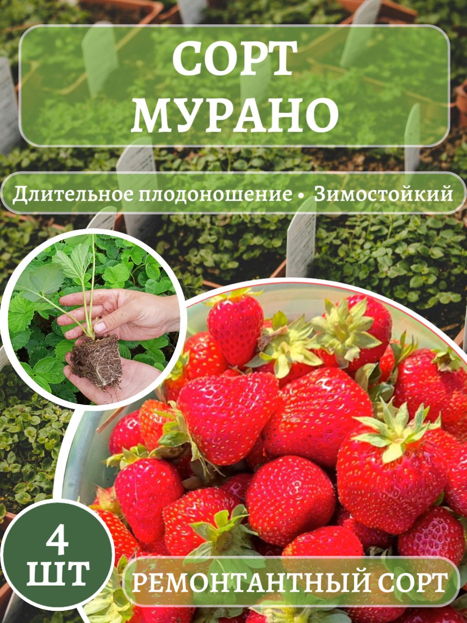 СаженцыклубникиМураноРассадаЗКС