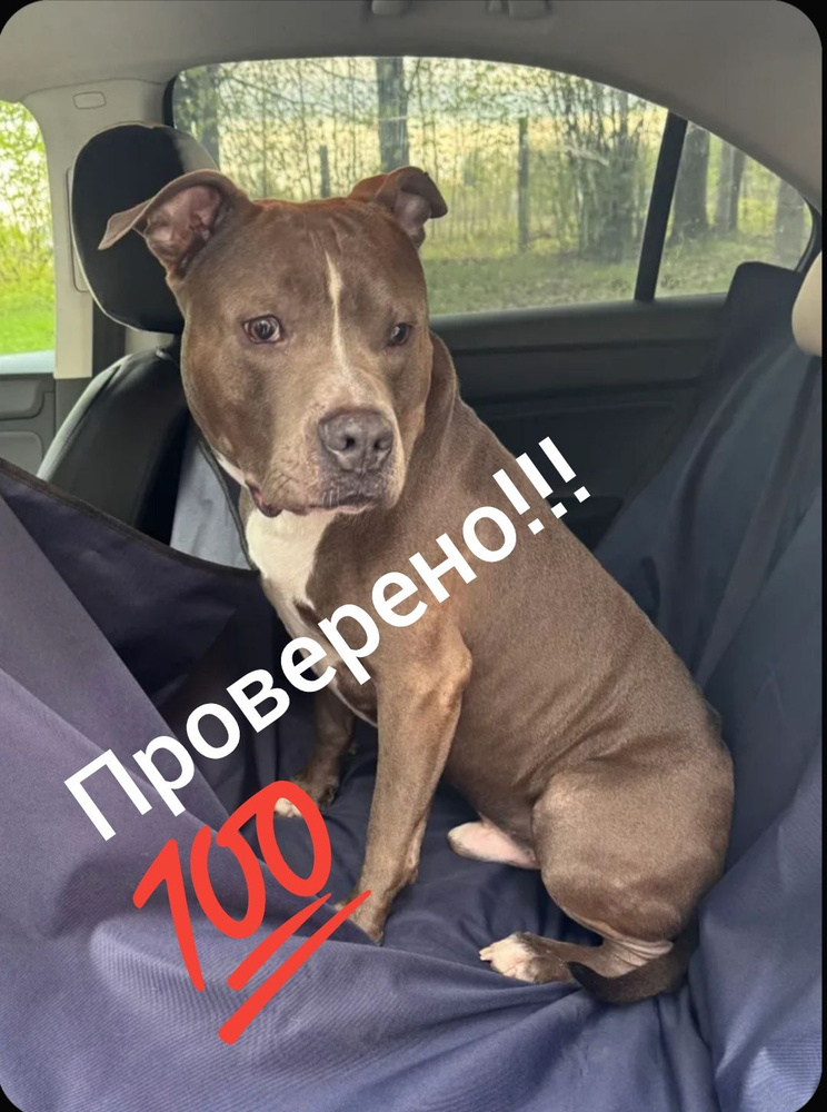 Накидка автомобильная на Задние сиденья, Оксфорд, 1 шт. #1