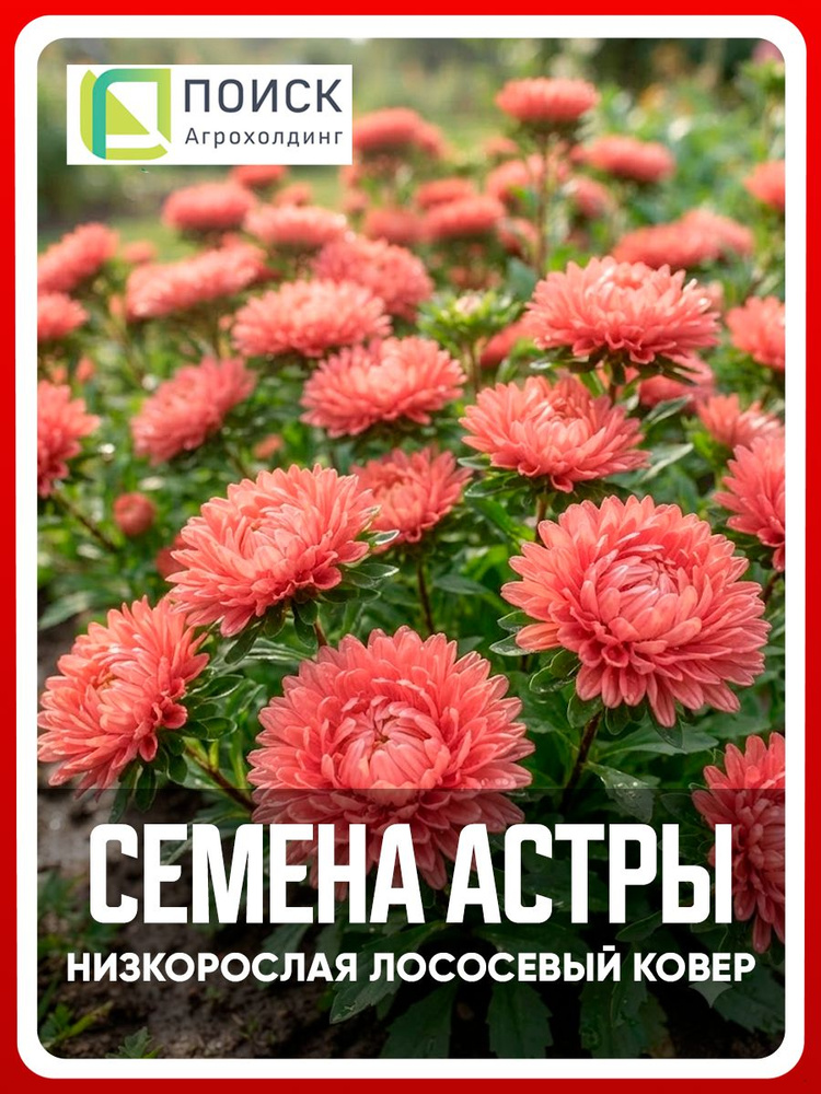 Семена Астра низкорослая "Лососевый ковер" 0,2 гр, однолетние цветы для дачи, сада и огорода, клумбы, #1