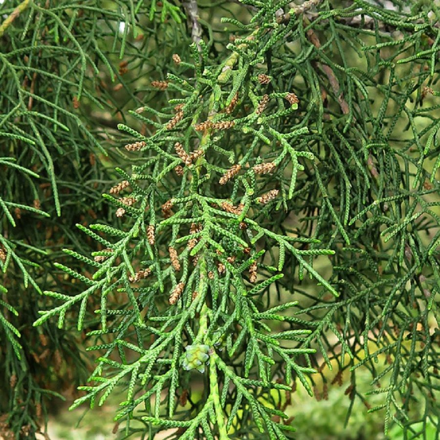 Орнында тұрып, оның киска суретін көрсету Орыс порно байланысы