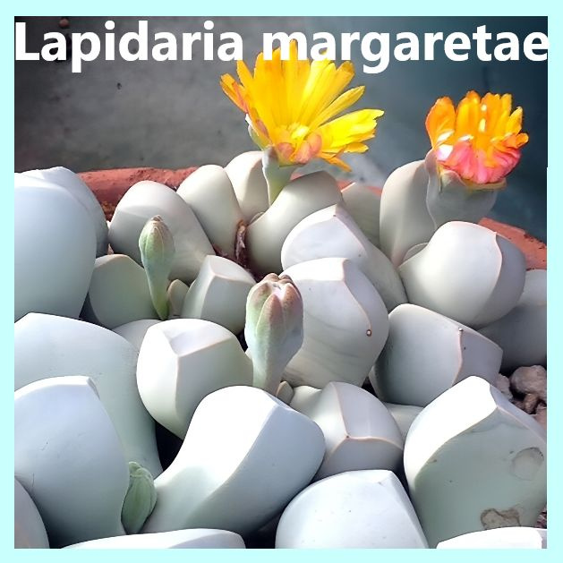 Семена Лапидария Маргарет - Lapidaria margaretae (10 шт.) #1