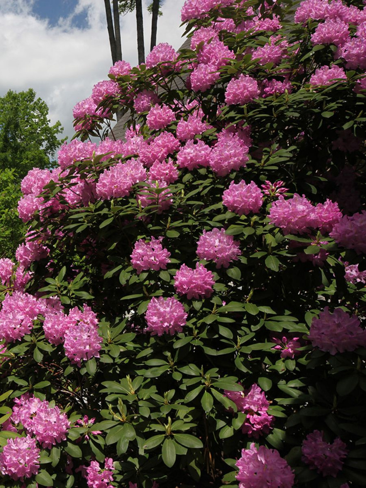 Семена Рододендрон крупнейший (Rhododendron maximum), 25 штук #1