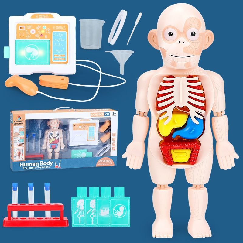 Анатомическая модель для детей от 4 лет, строение тела человека ...