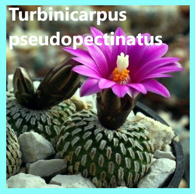 Семена кактуса Турбиникарпус - Turbinicarpus pseudopectinatus (10 шт.) #1