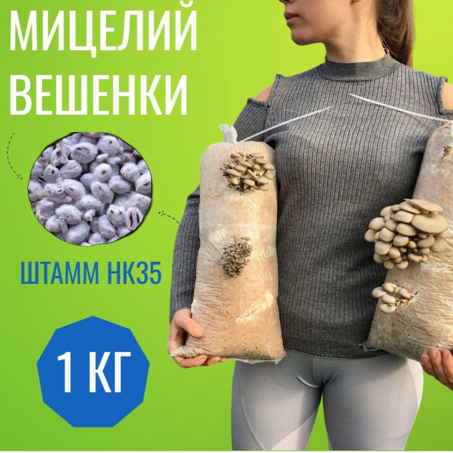 Мицелий грибов вешенка зерновой (штамм НК35) - 1 кг. #1