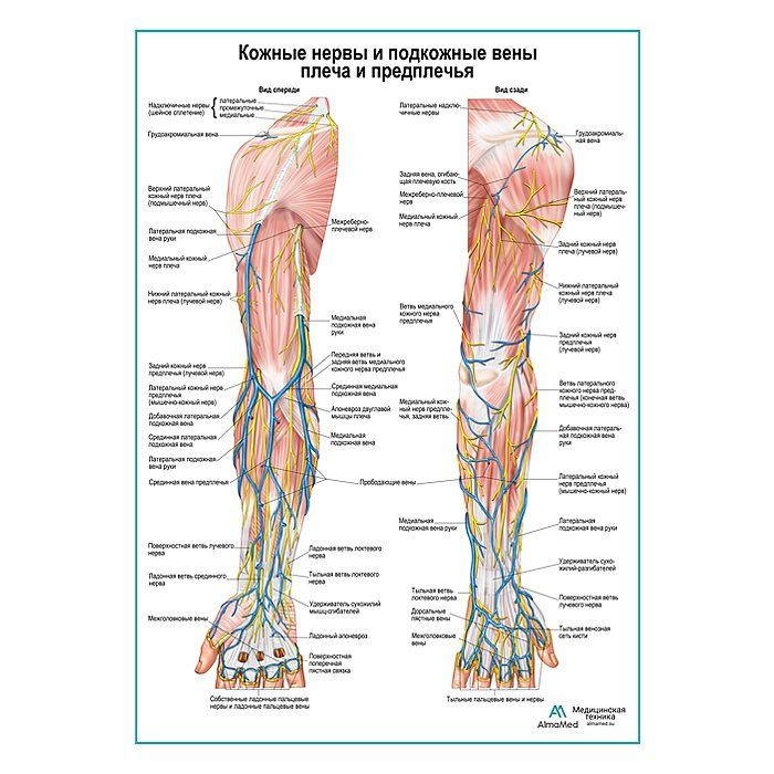 Кожные нервы и подкожные вены плеча и предплечья, плакат глянцевый А1+, плотная фотобумага от 200г/м2 #1