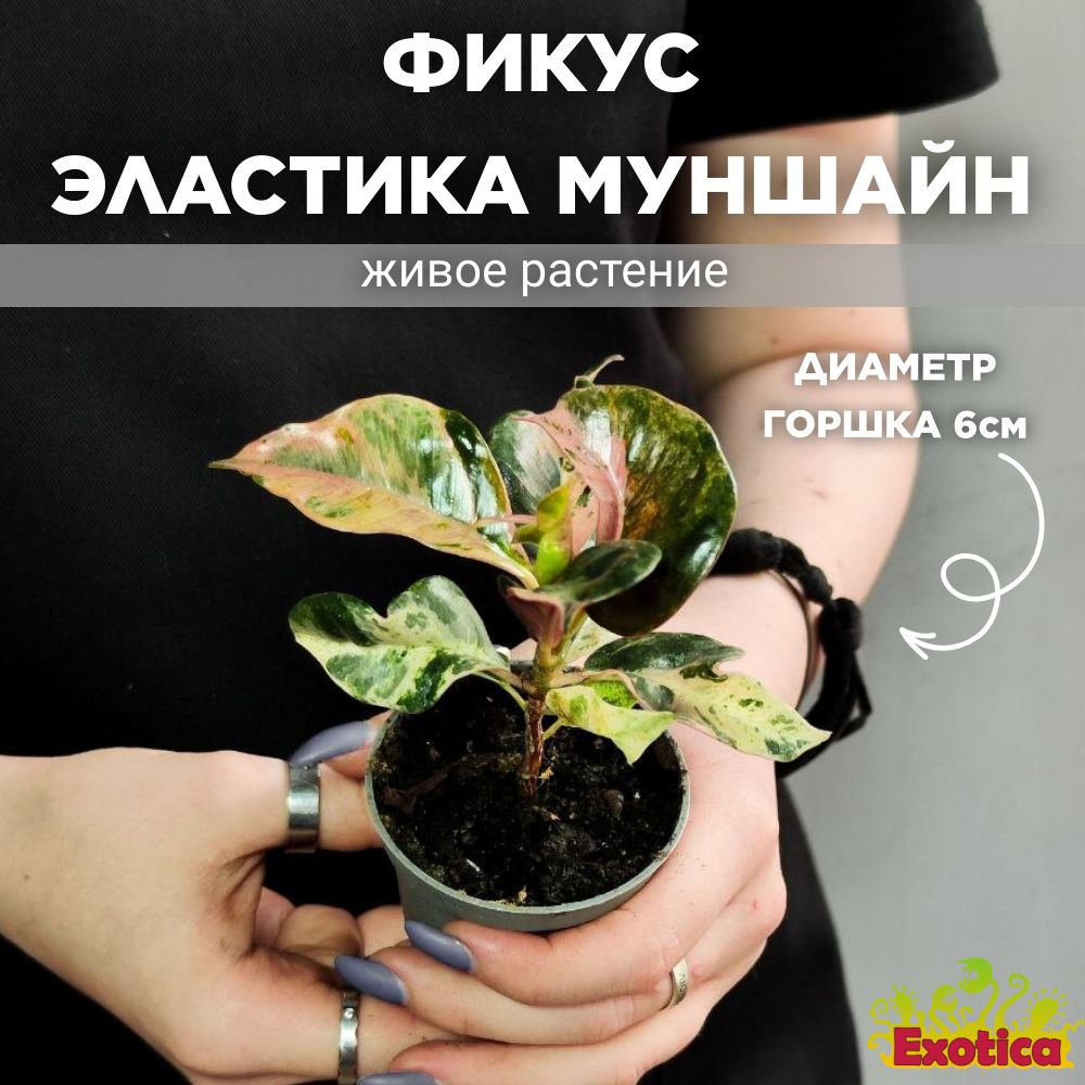 Фикус каучуконосный (Ficus elastica)