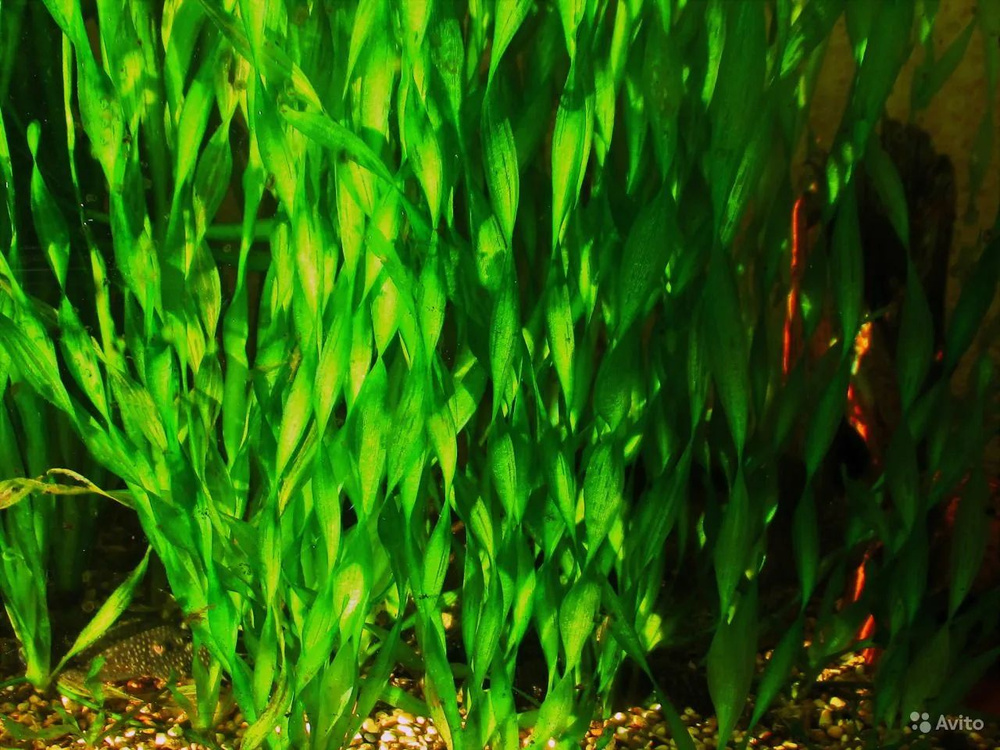 Валлиснерия спиральная sp. Vallisneria spiralis.Живое аквариумное ...