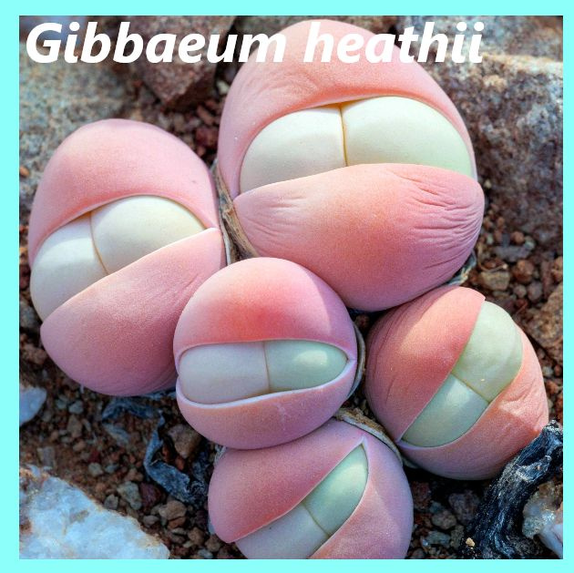 Семена Гиббеум Хита - Gibbaeum heathii (10 шт.) #1