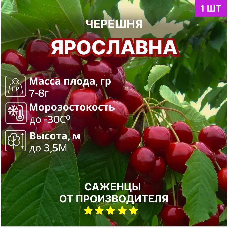 Черешня Ярославна #1