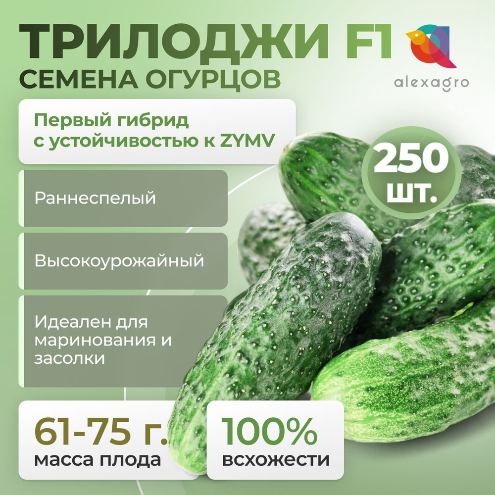 ТРИЛОДЖИ F1 семена огурца партенокарпического, 250 шт. (Rijk Zwaan / ALEXAGRO). Высокоурожайный, ранний #1