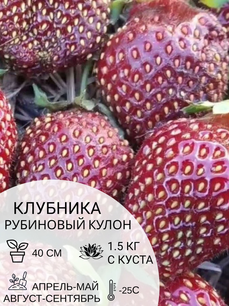 Клубника Рубиновый Кулон, саженцы ягодных кустарников крупноплодные и ремонтантные  #1