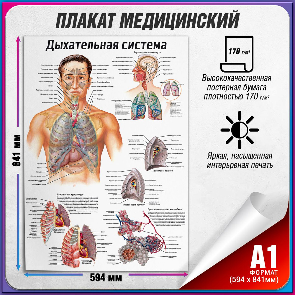 Информационный медицинский плакат "Дыхательная система человека" / А-1 (60x84 см.)  #1