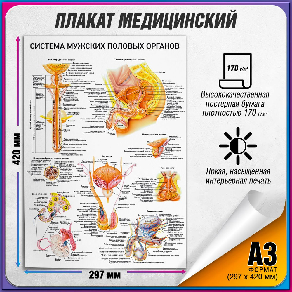 Информационный медицинский плакат "Система мужских половых органов" / А-3 (30x42 см.)  #1