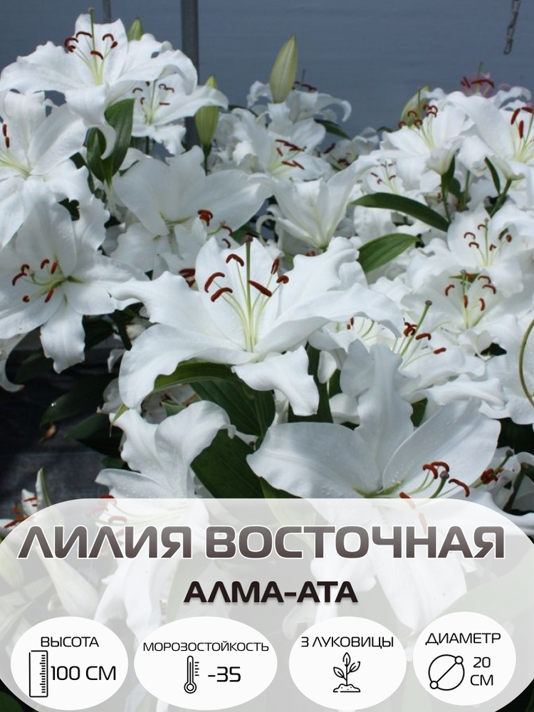 Луковицы лилии восточной Алма Ата, многолетние цветы #1