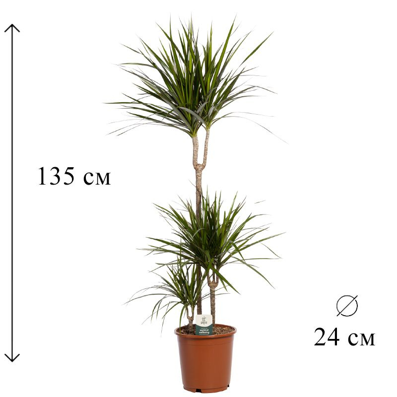 Драцена маргината 3 ств 24/135 CF #1