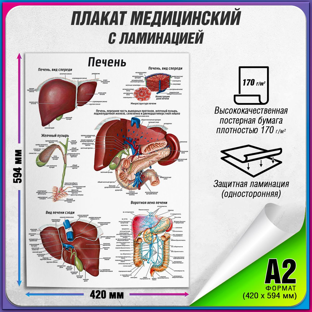 Информационный медицинский плакат "Печень" / ламинированный / А-2 (42x60 см.)  #1