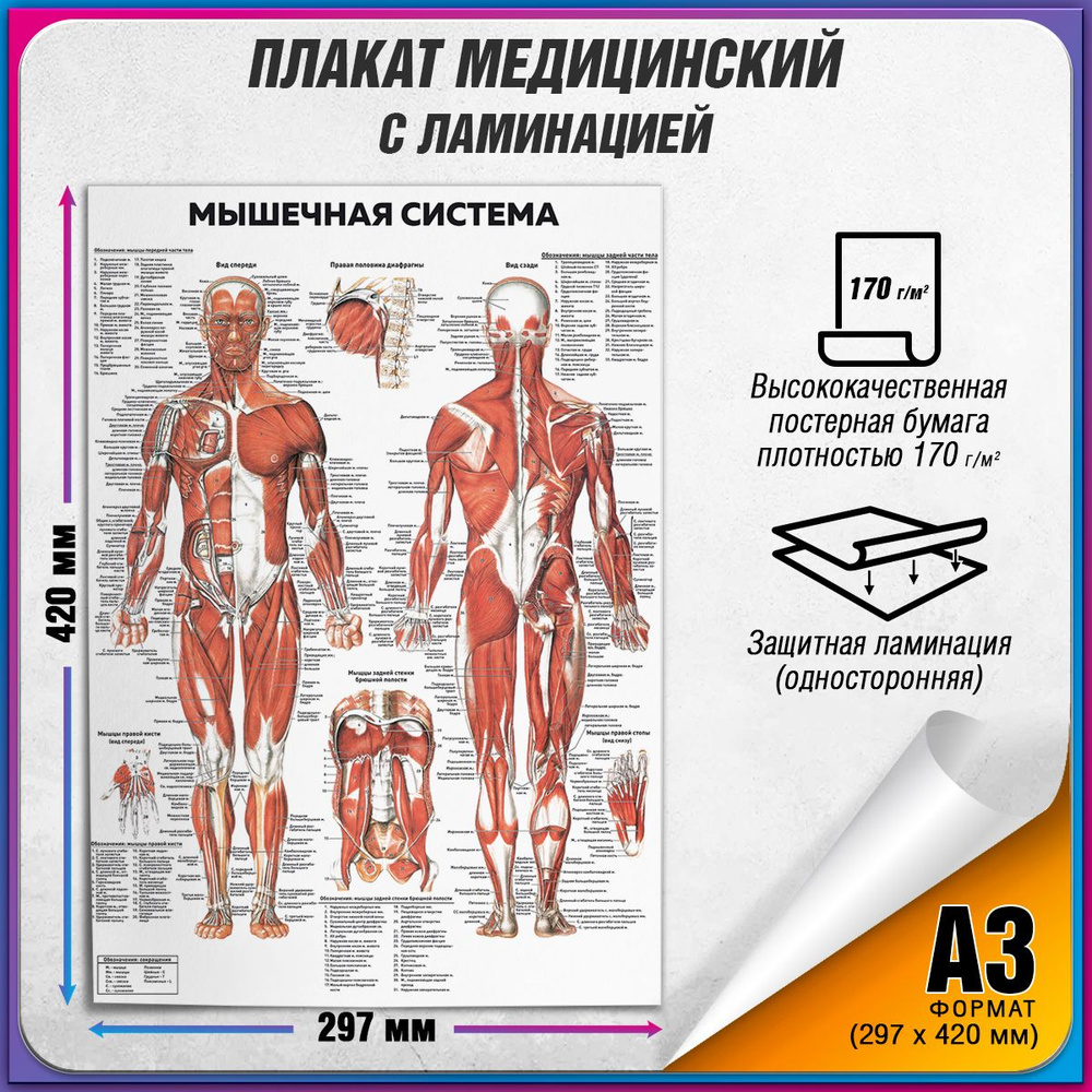 Информационный медицинский плакат "Мышечная система" / ламинированный / А-3 (30x42 см.)  #1