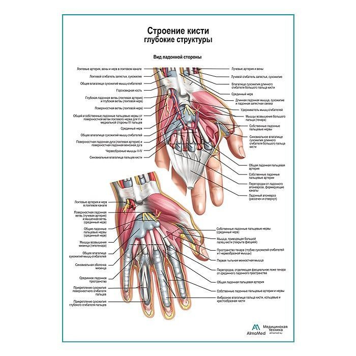 Обучающий плакат "Строение кисти, ладонный разрез", размер А2+, глянцевая фотобумага от 200г/м2  #1