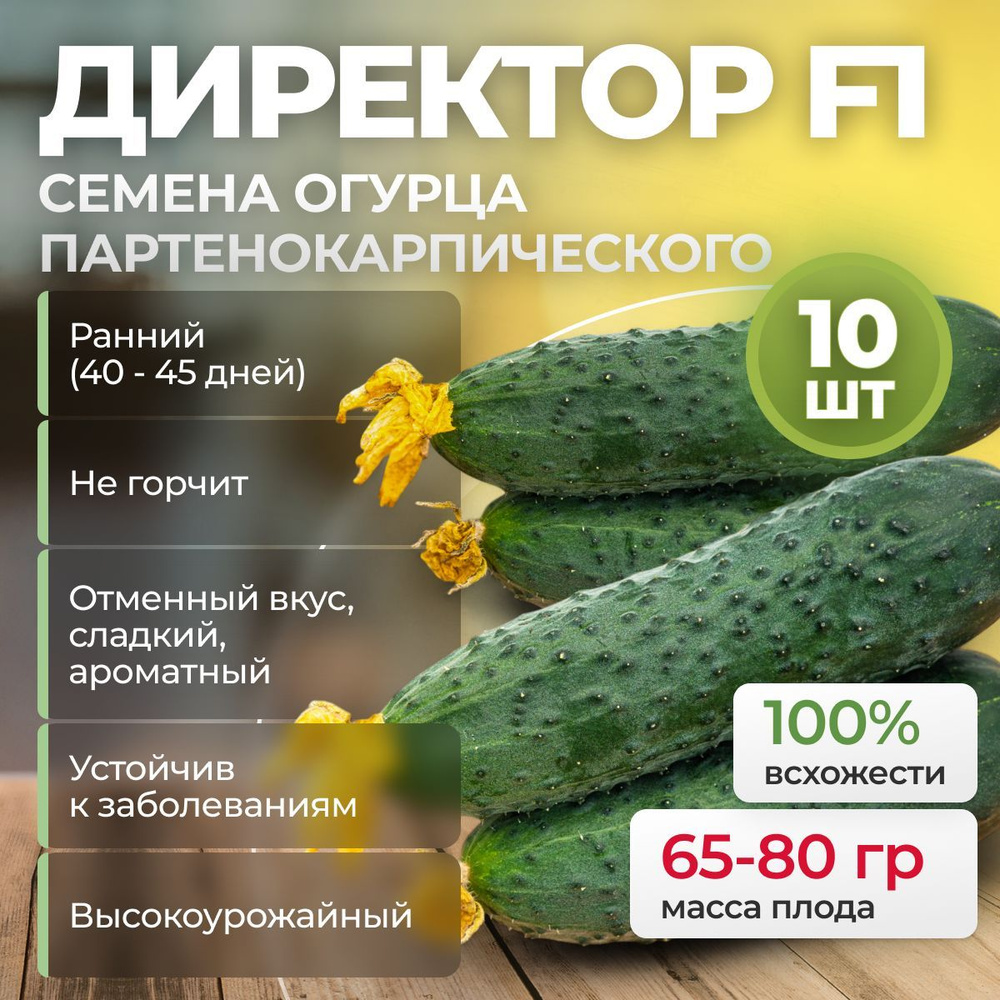 Семена огурцов Директор F1, 10 шт. (Nunhems / Alexagro). Раннеспелые, высокоурожайные корнишоны для балкона, #1