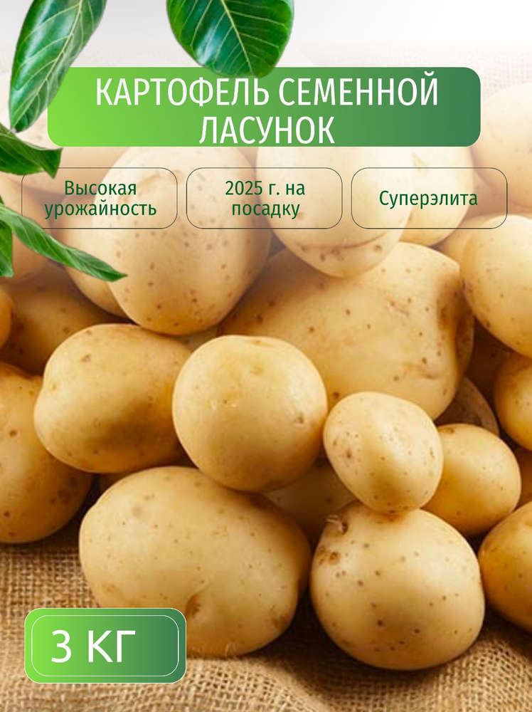 Картофель семенной клубни для посадки 3 кг купить на OZON по низкой ...