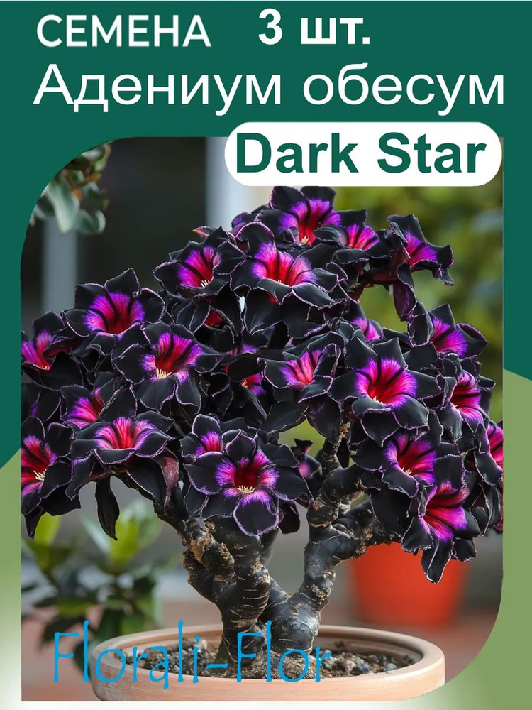 Семена Адениум обесум Dark Star #1