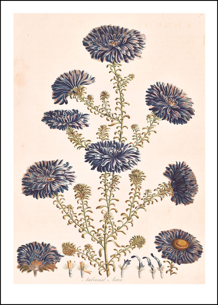 Retrographika Постер "цветы - exoticbotany028.A3", 42 см х 30 см #1