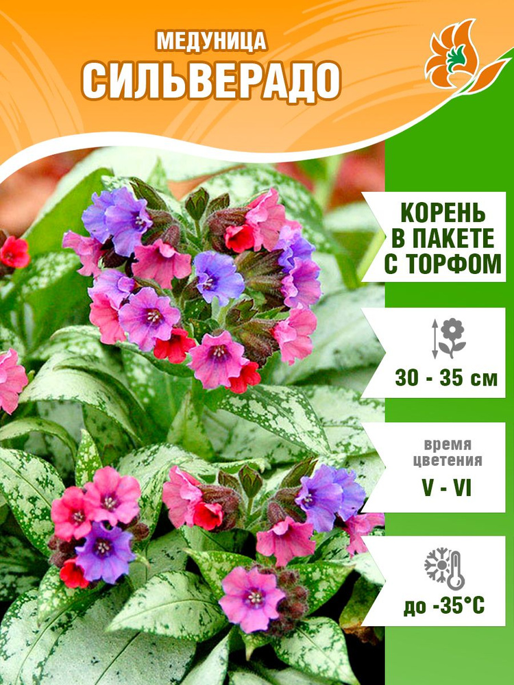 Многолетние цветы саженцы медуница Сильверадо сахарная купить на OZON ...