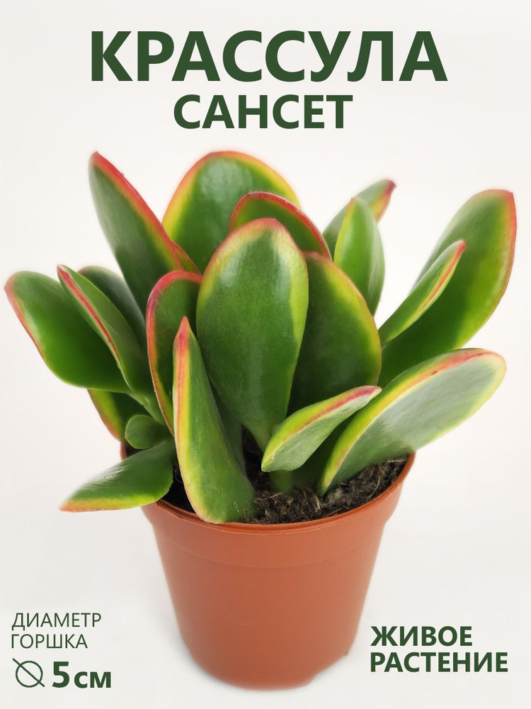 Crassula Ovata Sunset D 5 OZON crassula-ovata-sunset-d-5-ozon