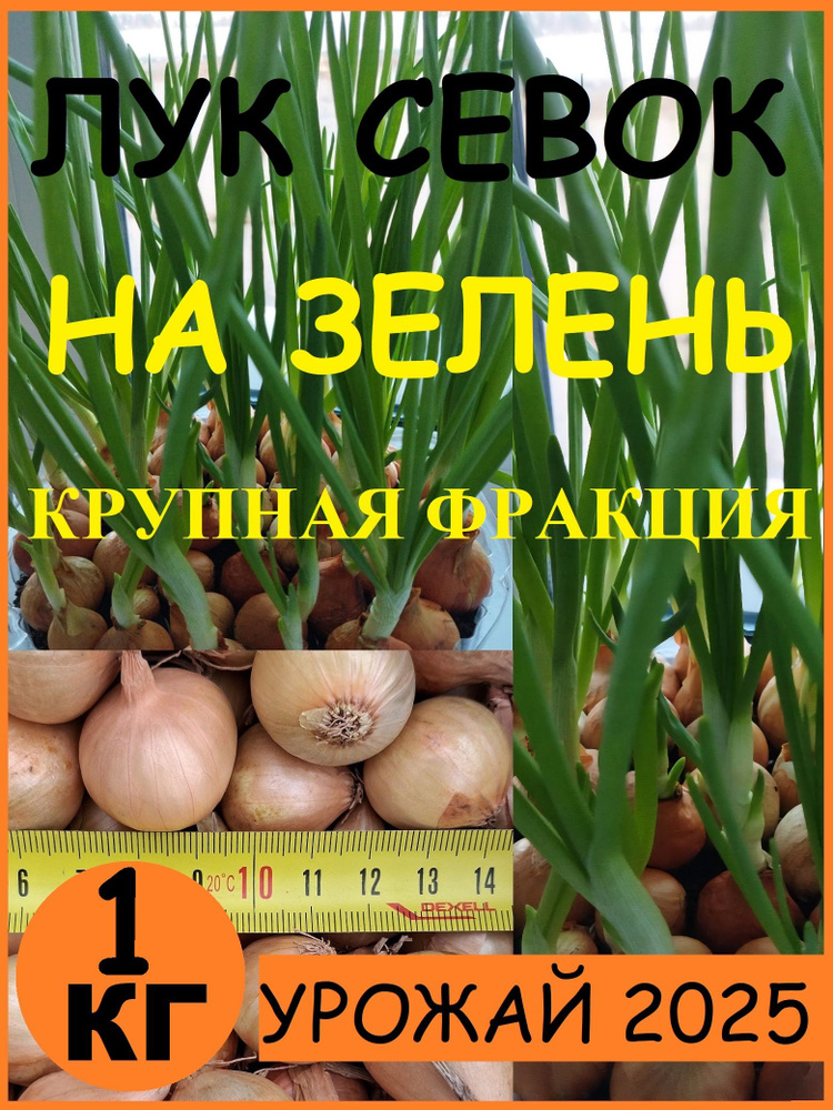 Лук севок на зеленый лук. Крупная фракция. Сорт штутгартер ризен.  #1