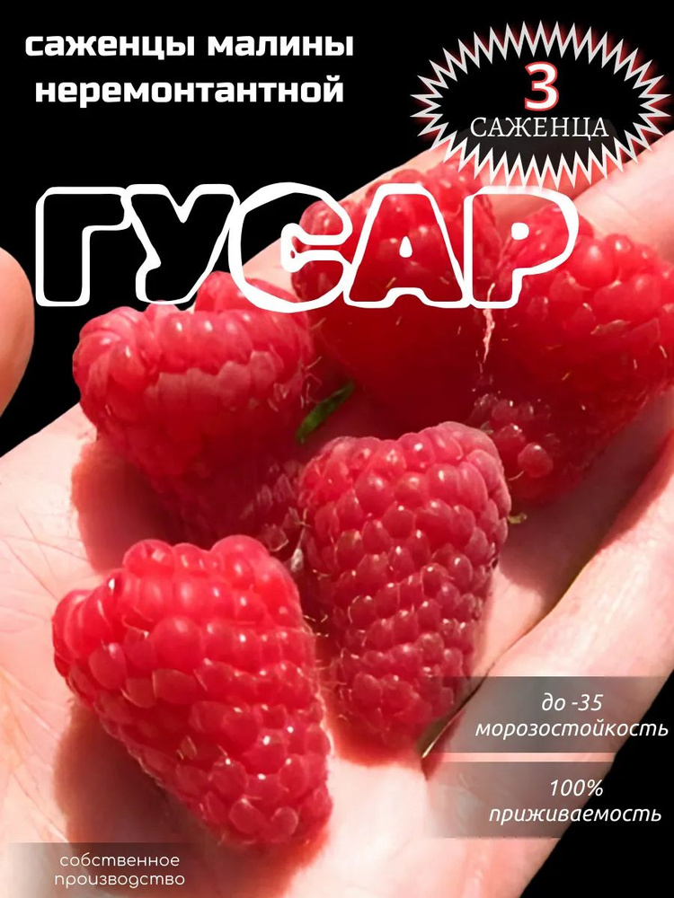саженцы малина Гусар 3шт #1