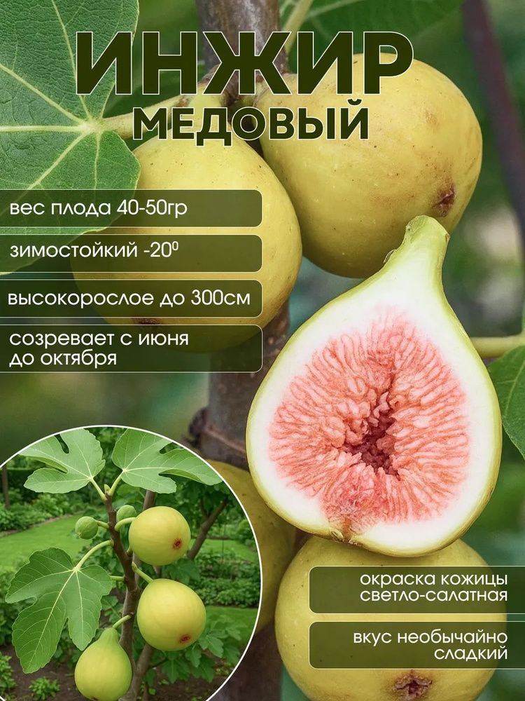 саженец инжир Медовый #1