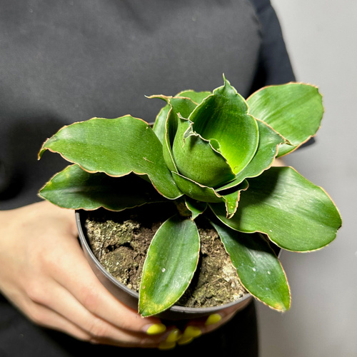(Sansevieria Star Rose) D12,      OZON      (1695193650)