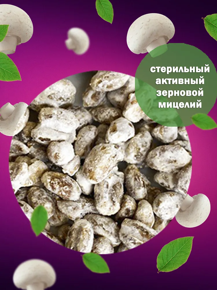 Мицелий шампиньона белого штамм А15, зерновые семена грибов 150 г, 150 г, фото 4