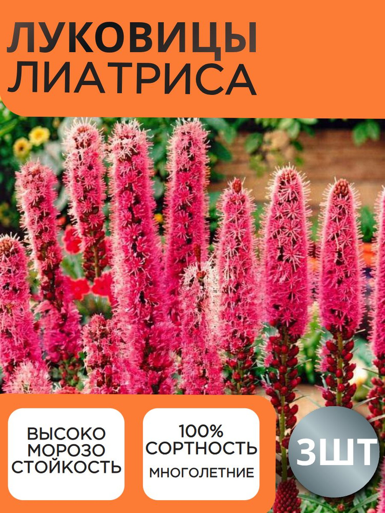 Луковицы Лиатриса #1